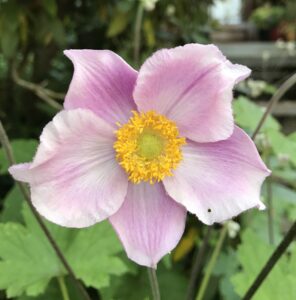 pink berry blossom